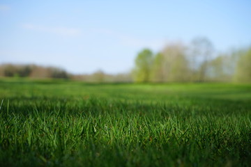Makro: Gepflegter  grüner Rasen, Parklandschaft, Golfplatz