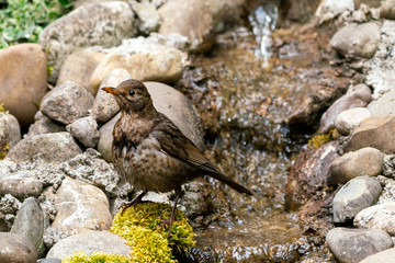 Amsel am Bachlauf