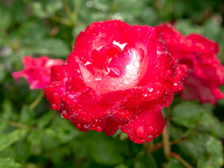 Red Rose Flower Blooming