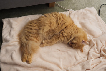 変わった体勢で寝る猫（マンチカン）