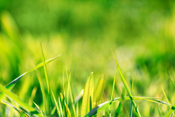 Sunny abstract green nature background, selective focus. Summer concept.
