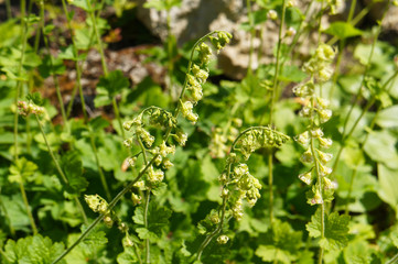 Tellima grandiflora purpurteppich or fringecups