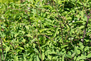 Vincetoxicum hirundinaria or white swallow-wort green plant