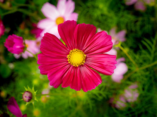 Pink Cosmos Flowers Blooming on The Wet