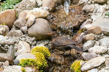 Amsel am Bachlauf