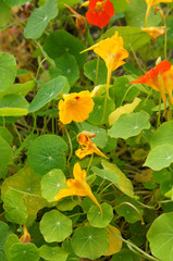 Obraz na płótnie Canvas Growing nasturtiums or tropaeolum orange and yellow flowers with green vertcial