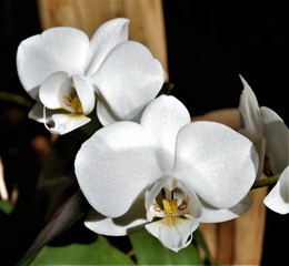 white phalaenopsis orchid