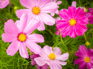 Fototapeta premium Pink Cosmos Flowers Blooming on The Wet