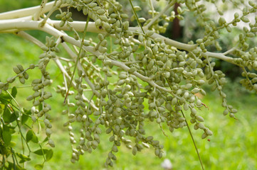 Adonidia merrillii or manila palm plant