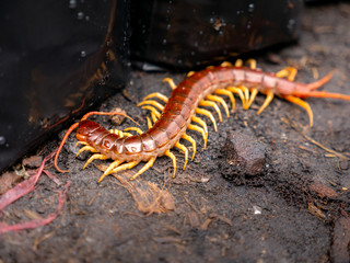 Centipede Walking on The Ground