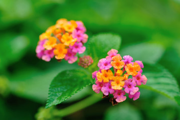 Beautiful little yellow and pink lantana camara flowers blooming in spring