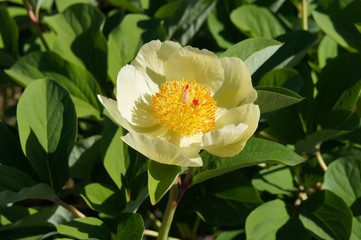 Paeonia daurica mlokosewitschii golden peony yellow flower with green leaves