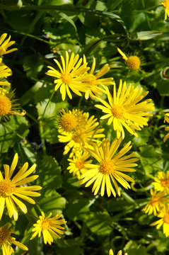doronicum orientale little leo or leopard's bane yellow flowers vertical