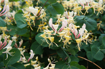 Lonicera caprifolium or perfoliate honeysuckle blossoming shrub
