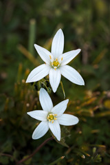 Ornithogalum umbellatum.
Latte di gallina o Stella di Betlemme.
Ornithogalum umbellatum