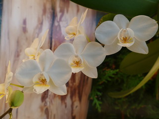 Naklejka na ściany i meble weiße schmetterlingsorchideen