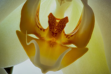 Macro di Orchidea gialla.