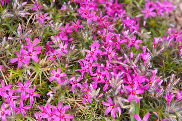 Phlox subulata or moss pink purple flowers background