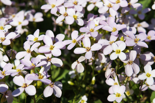 arabis arendsii rosabella or alpine rockcress  pink flowers