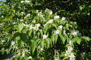 Lonicera maackii or the amur honeysuckle shrub blossoming white flowers - obrazy, fototapety, plakaty