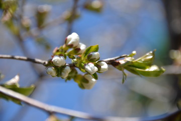 small white flowers bloom in spring on a cherry tree