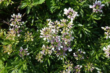 Iberis umbellata or globe candytuft pink flowers with green