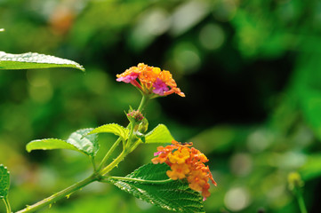 Beautiful little yellow and pink lantana camara flowers blooming in spring