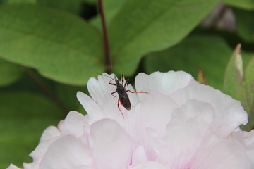 Peony bud spring flower blossom