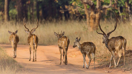 TRes antilopes caminando en manada por la sabana africana
