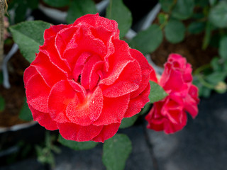 Thousands of Water Drops All over The Red Rose