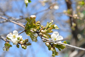 small white flowers bloom in spring on a cherry tree