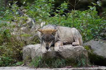 Fototapeta premium loup