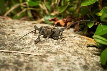 Insetto dell'ordine dei coleotteri della famiglia dei CERAMBICIDI.
Nome Morimus Asper.
Cerambycidae
