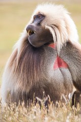 Mono con pelaje blanco y pelos  rojos