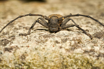 Insetto dell'ordine dei coleotteri della famiglia dei CERAMBICIDI.
Nome Morimus Asper.
Cerambycidae
