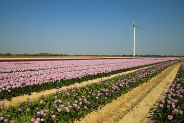 View on rows of pink tulips on field of german cultivation farm with countless tulips - Grevenbroich, Germany