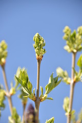 in spring flowers of white and purple lilac bloom on the tree