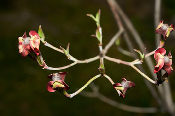 Magnolia - Primavera 2020 in Piemonte - Italia.