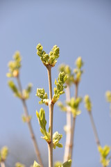 in spring flowers of white and purple lilac bloom on the tree