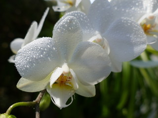 wei&szlig;e schmetterlingsorchideen