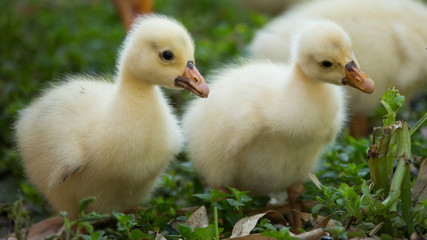 Tres patos amarillos pequeño salvajes, aves exóticas