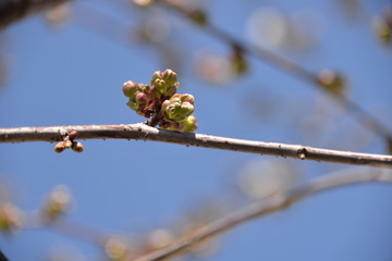 small white flowers bloom in spring on a cherry tree