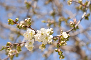 small white flowers bloom in spring on a cherry tree