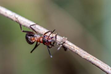 Mrówka na gałęzi