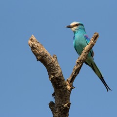 Ave exotica azul clarito posada en una rama durante un safari por africa