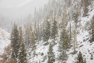 Pine woods on mountain slope covered by snow in early season of winter.