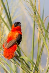 Aves exoticas en un safari por Africa, ave roja posada en una rama, 