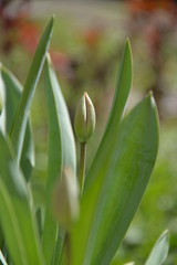 red Tulip buds bloom in spring and emit a fragrant smell