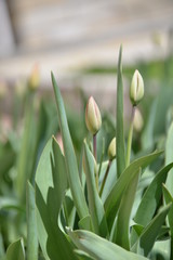 red Tulip buds bloom in spring and emit a fragrant smell