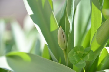 Obraz premium red Tulip buds bloom in spring and emit a fragrant smell